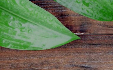 herbal health