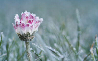 Spring Flower in Snow